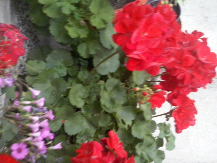 CAM02336 - 2014 FLORI EXTERIOR