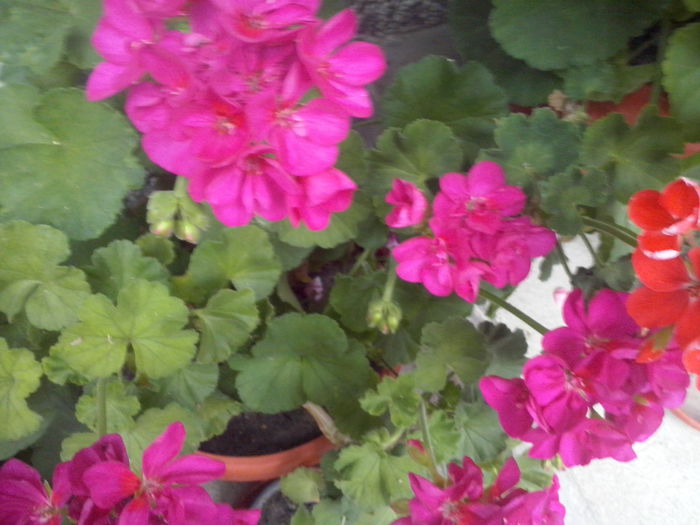 CAM02337 - 2014 FLORI EXTERIOR