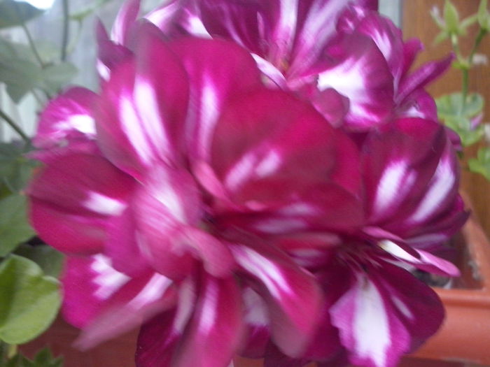 CAM02340 - 2014 FLORI EXTERIOR