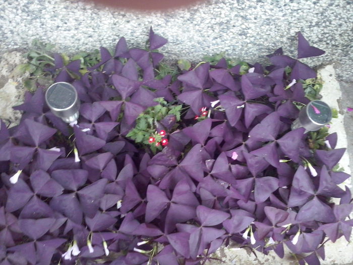 CAM02343 - 2014 FLORI EXTERIOR