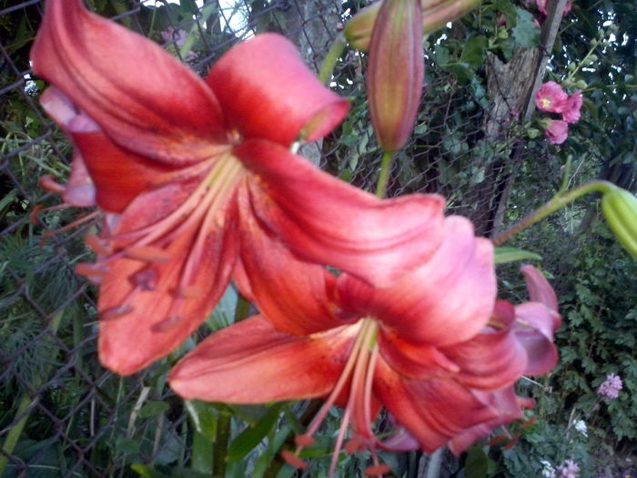 CAM02362 - 2014 FLORI EXTERIOR