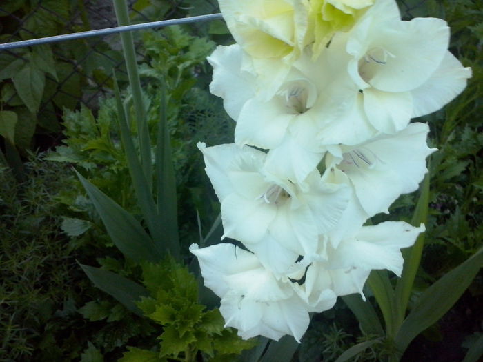 CAM02374 - 2014 FLORI EXTERIOR