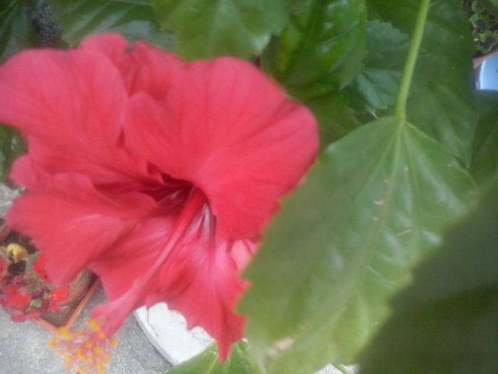 CAM02462 - 2014 FLORI EXTERIOR