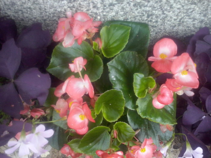 CAM02463 - 2014 FLORI EXTERIOR