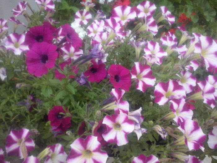 CAM02464 - 2014 FLORI EXTERIOR