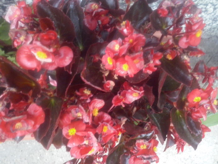 CAM02465 - 2014 FLORI EXTERIOR