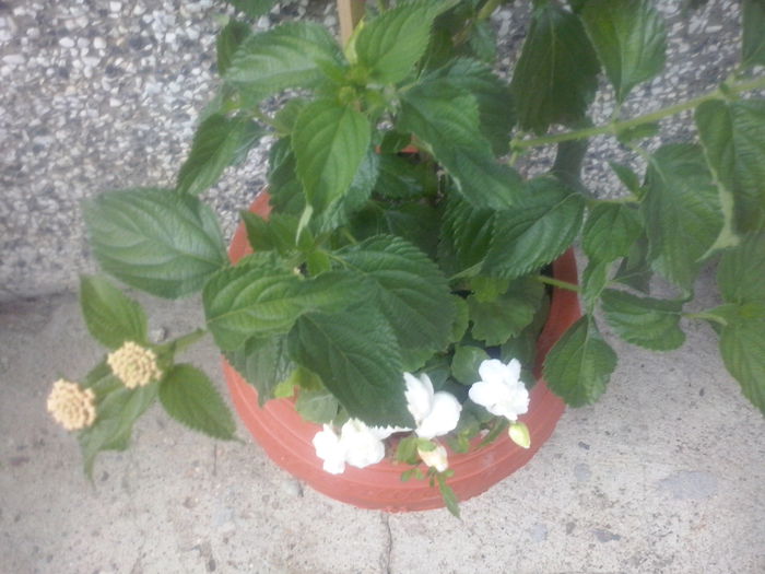 CAM02466 - 2014 FLORI EXTERIOR