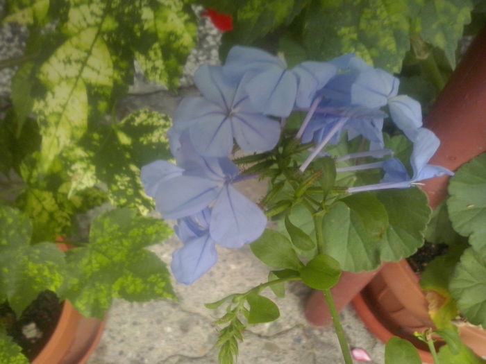 CAM02467 - 2014 FLORI EXTERIOR