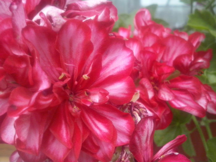 CAM02472 - 2014 FLORI EXTERIOR