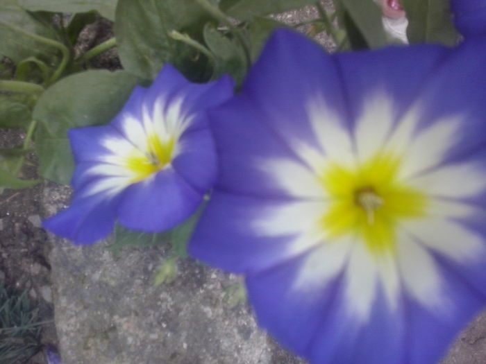 CAM02475 - 2014 FLORI EXTERIOR