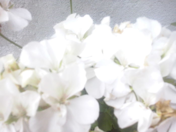 CAM02479 - 2014 FLORI EXTERIOR