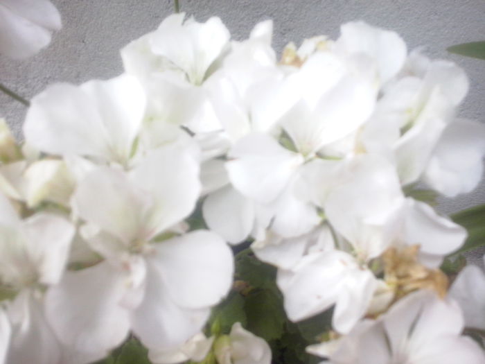 CAM02480 - 2014 FLORI EXTERIOR