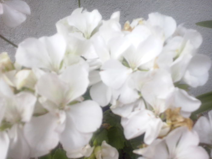 CAM02481 - 2014 FLORI EXTERIOR