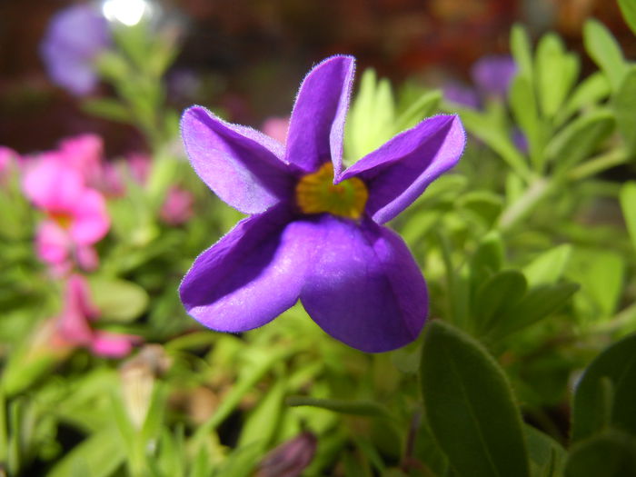 Calibrachoa Blue (2014, June 27)