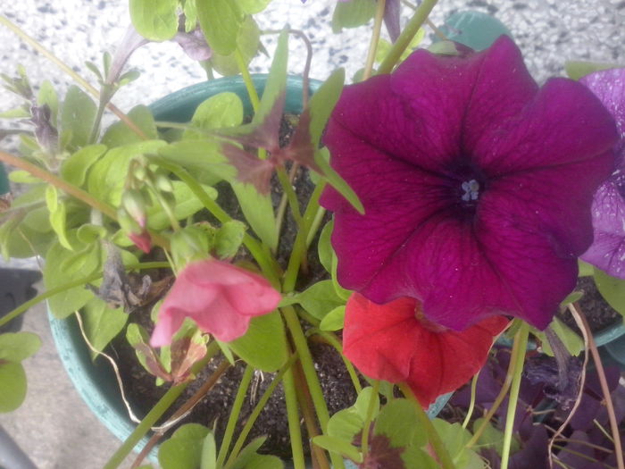 CAM02484 - 2014 FLORI EXTERIOR