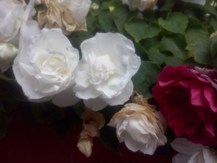 CAM02491 - 2014 FLORI EXTERIOR