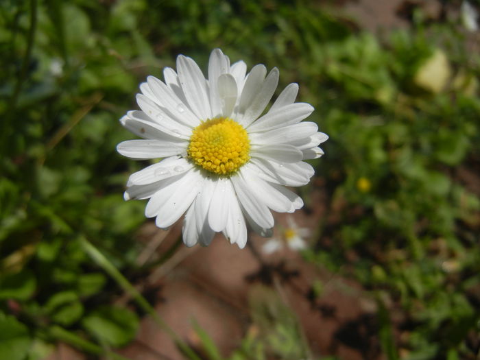 Bellis perennis (2014, June 24) - BELLIS Perennis