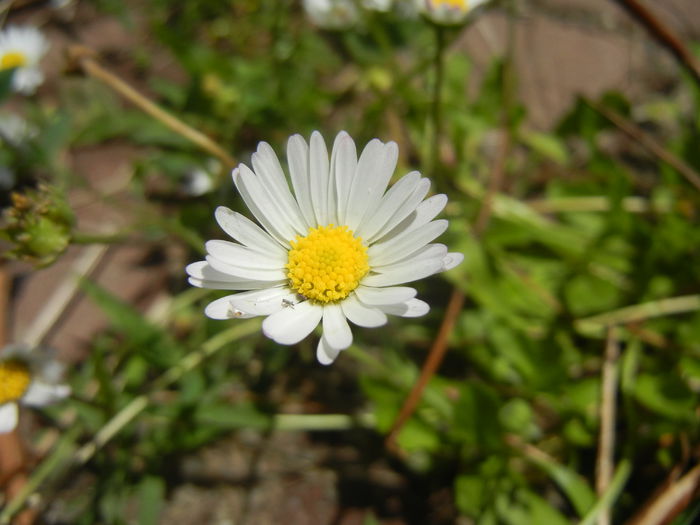 Bellis perennis (2014, June 24) - BELLIS Perennis