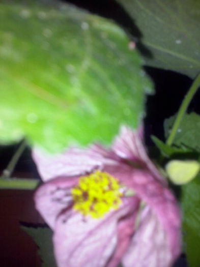 CAM02256 - 2013-2014 ABUTILON