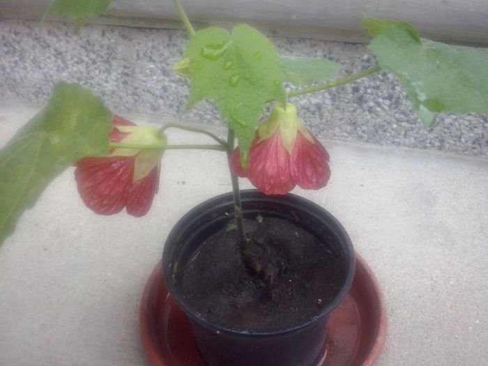 CAM02315 - 2013-2014 ABUTILON