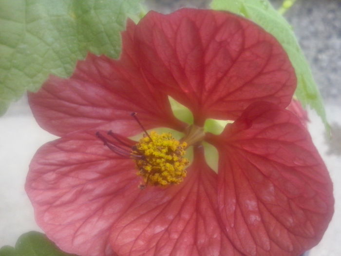 CAM02316 - 2013-2014 ABUTILON