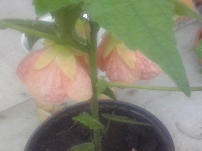 CAM02318 - 2013-2014 ABUTILON