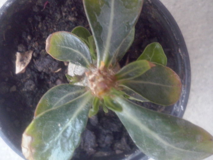 CAM02506 - ADENIUM evolutie