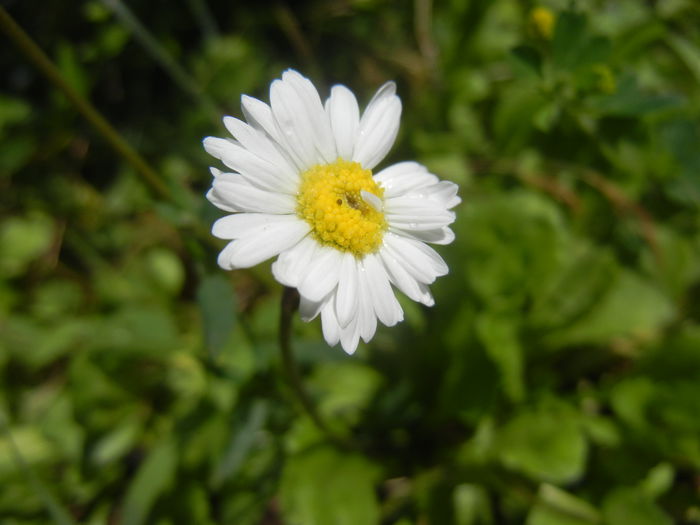 Bellis perennis (2014, June 24) - BELLIS Perennis