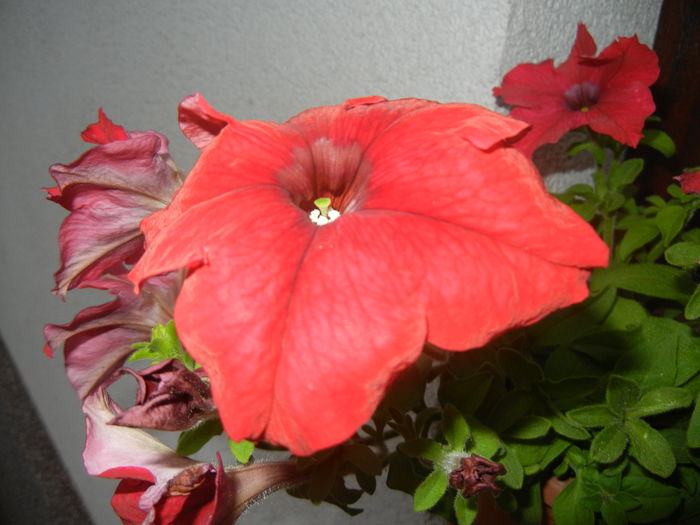 Red Petunia (2014, June 25)
