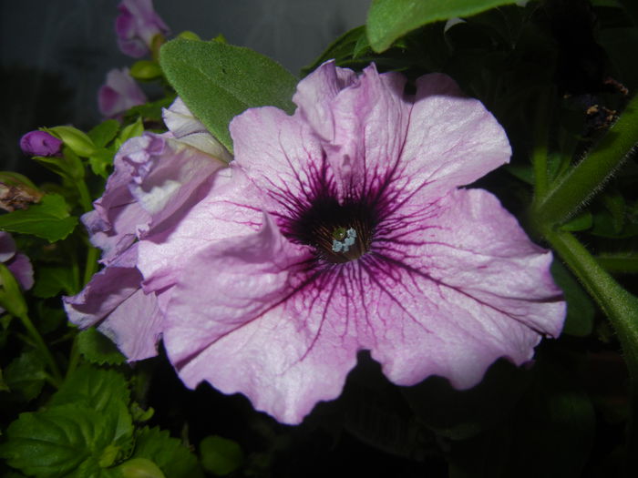 Purple Petunia (2014, June 25)