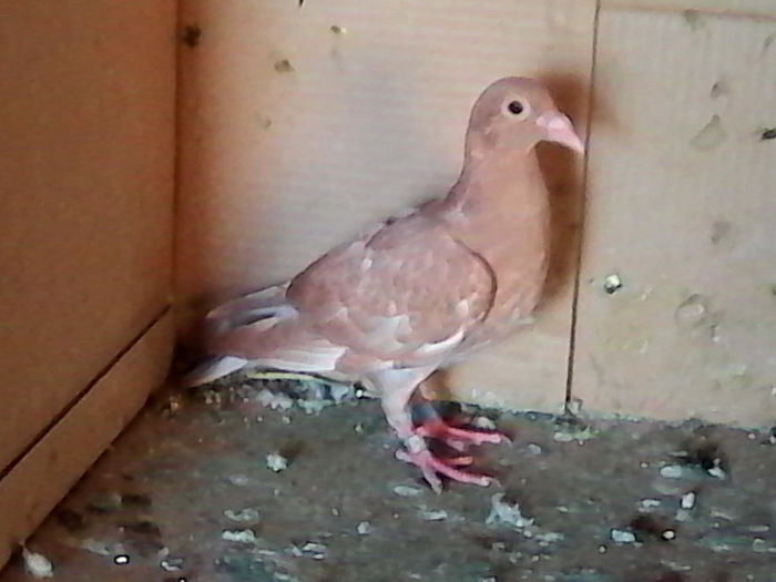 aceeasi