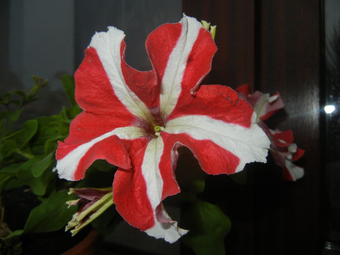 Petunia (2014, June 25)