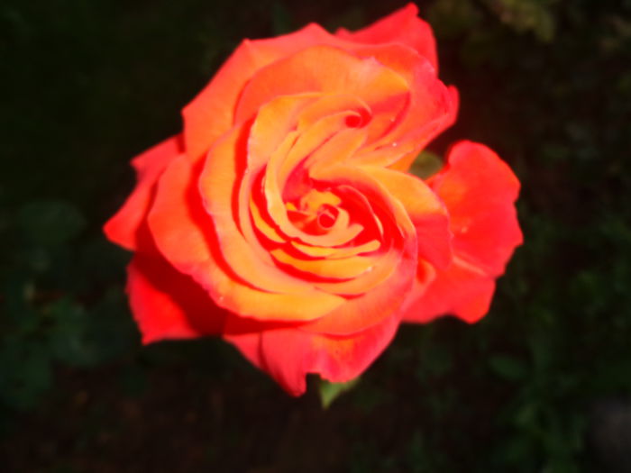 189 - Flori de Trandafiri