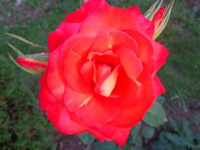 188 - Flori de Trandafiri