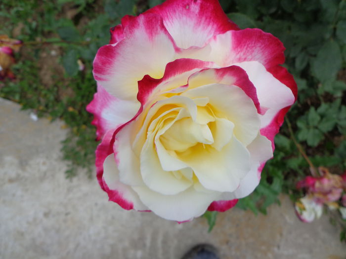 035 - Flori de Trandafiri