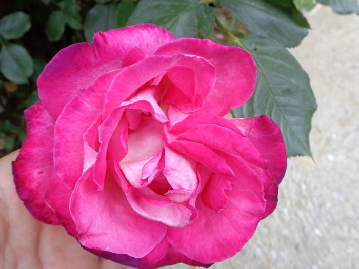 041 - Flori de Trandafiri