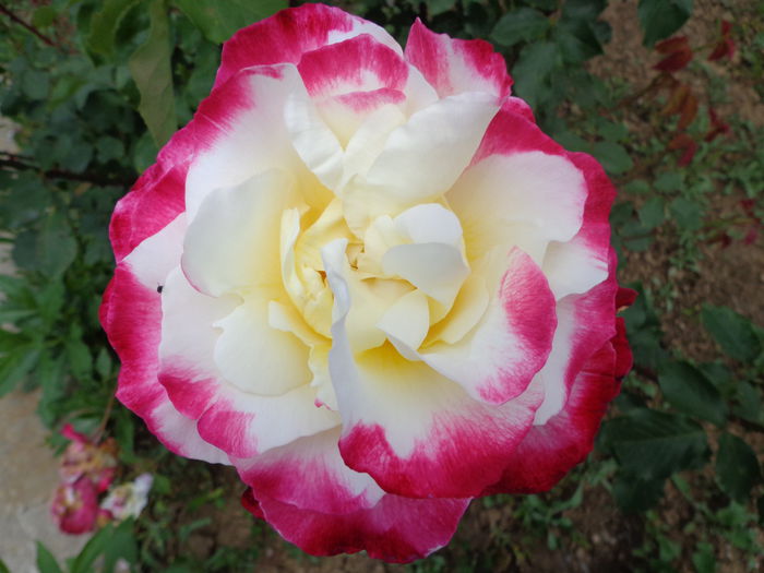 042 - Flori de Trandafiri