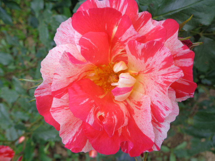 038 - Flori de Trandafiri