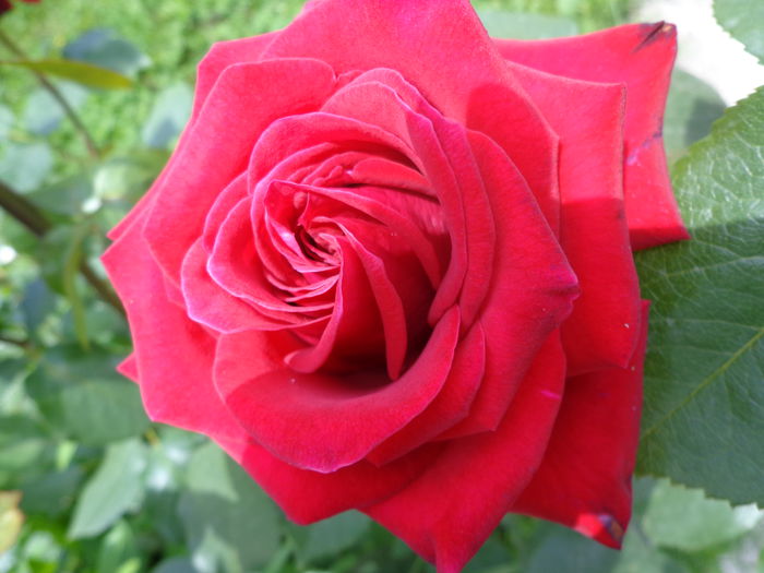046 - Flori de Trandafiri