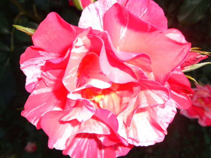 107 - Flori de Trandafiri
