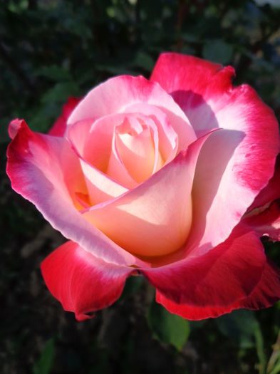 019 - Flori de Trandafiri
