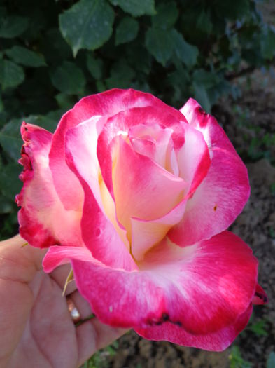 020 - Flori de Trandafiri
