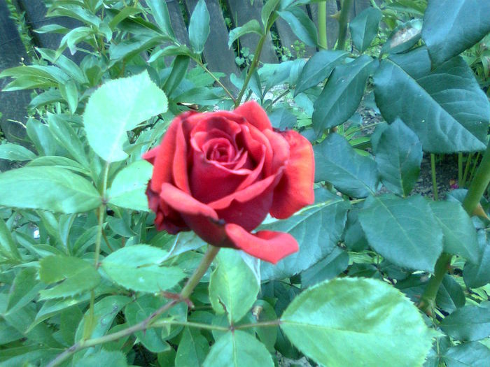 DOC POZE 070 - A___PRIMAVARA-VARA 2014