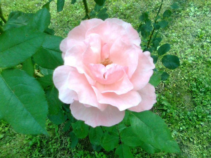 DOC POZE 074 - A___PRIMAVARA-VARA 2014