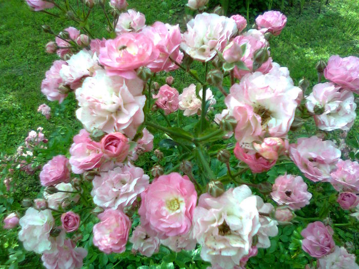 DOC POZE 082 - A___PRIMAVARA-VARA 2014