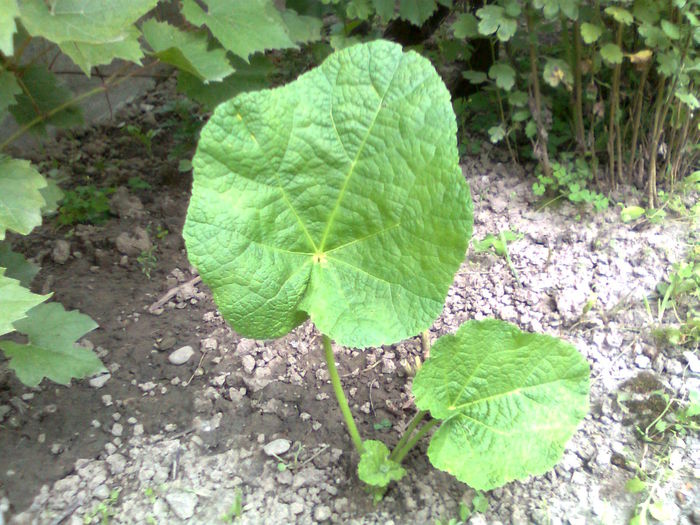 DOC POZE 107 - A___PRIMAVARA-VARA 2014