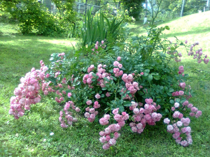 DOC POZE 085 - A___PRIMAVARA-VARA 2014