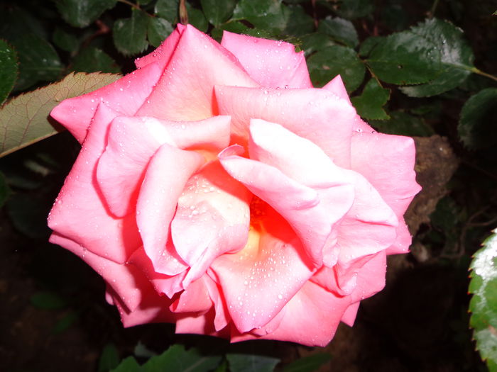 154 - Flori de Trandafiri