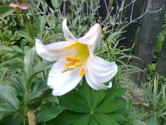 DOC POZE 072 - A___PRIMAVARA-VARA 2014