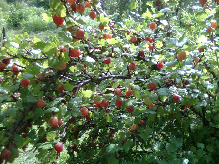 DOC POZE 076 - A___PRIMAVARA-VARA 2014